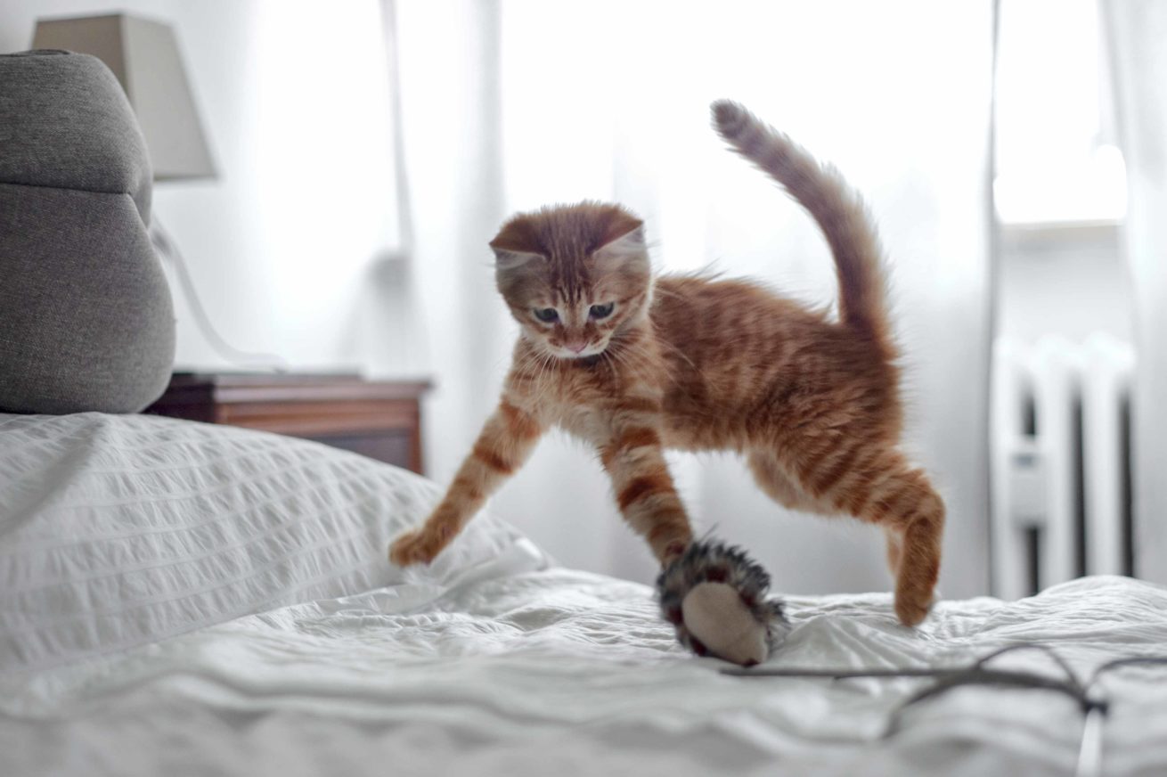 gattino gioco rocchini